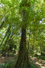 Obraz premium Natural