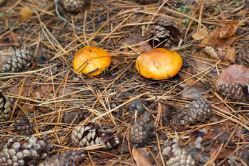 mushroom in the forest mountain in France