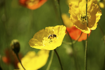 Obraz premium Bee in pollen