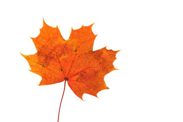 Leaf of the maple. Orange leaf of the maple. Isolated on white background.