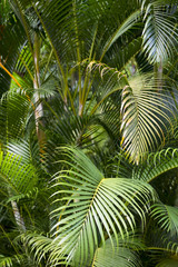 Jungle background of vibrant green layered palm fronds 