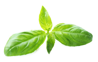 Green fresh basil isolated in white