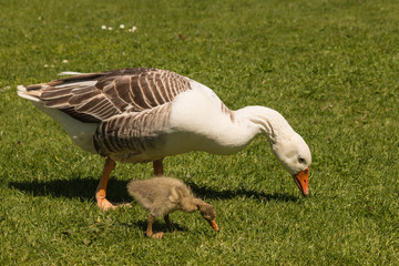 goose and gosling grazing on meadow