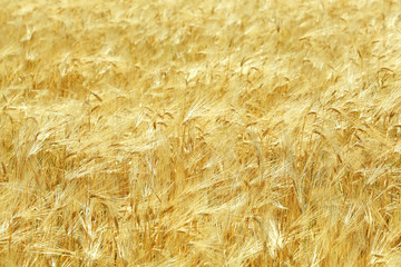 Beautiful summer field