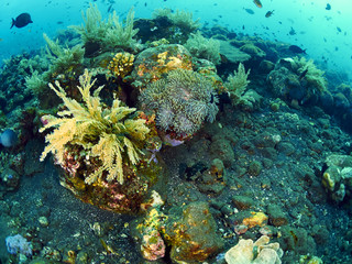 fish and coral