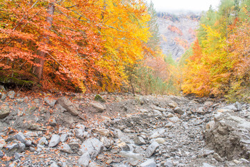 Autumn mountain creek cloudy