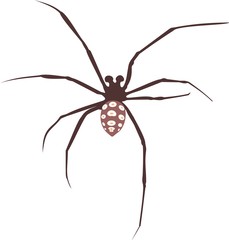 mediterranean black widow