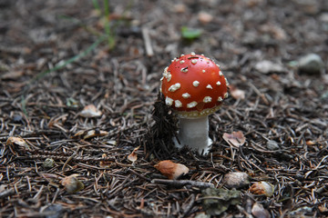 fungo funghi rossi funghi con puntini