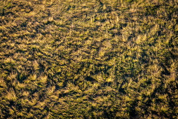 Wiese Feld Textur Hintergrund