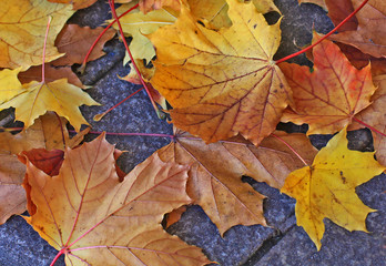 Naklejka na ściany i meble Yellow and orange fallen leaves on the street pavement