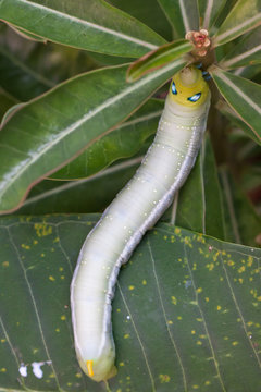 Caterpillar