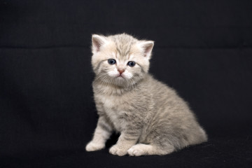 Cute kitten on a dark background, kitten British breed, a small kitten in drapery, pet, cute baby.