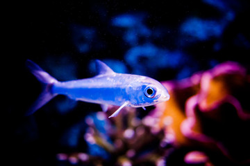 Colorful fish in an aquarium