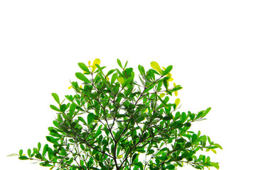 Obraz premium white leaves