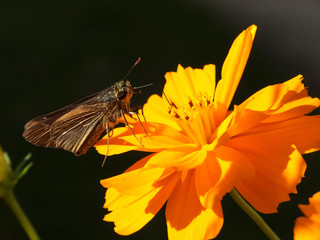 skipper on the orange cosmos