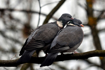 true love
