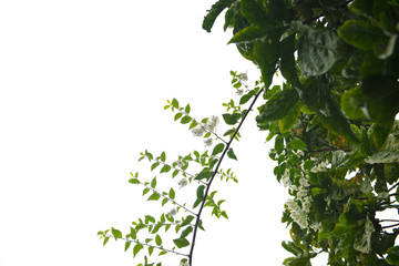 Obraz premium white leaves