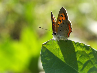 Obraz na płótnie Canvas little butterfly on the shiny leaf #4