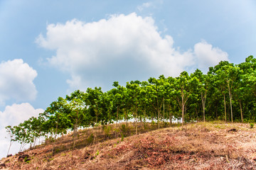 Obraz premium green trees on mountain