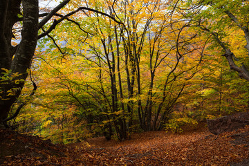 Naklejka premium Gold Crimea. Beech forest.