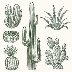 Hand drawn vector cactus © K3Star