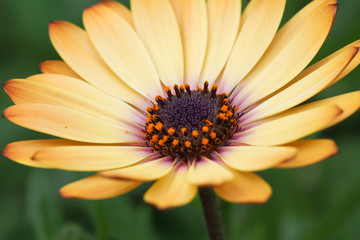 Daisy Cream Yellow 4