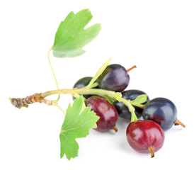 Wild black currant with green leaves isolated on white