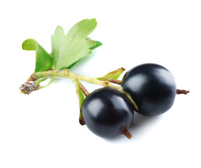 Wild black currant with green leaves isolated on white