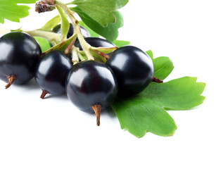 Wild black currant with green leaves isolated on white