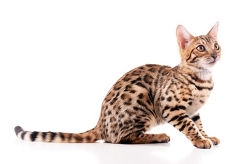 Beautiful Bengal kitten isolated on white