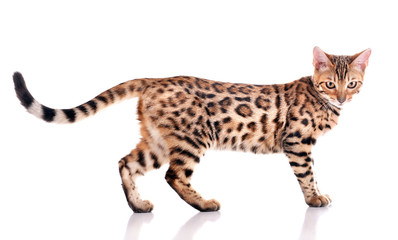 Beautiful Bengal kitten isolated on white