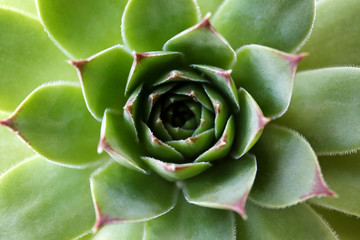 Beautiful succulent plant close up