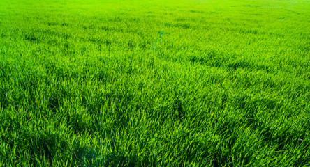 Naklejka na ściany i meble green field and blue sky