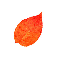 Bright autumn leaf, isolated on white.