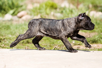 Cane Corso puppy running in the sun