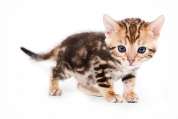 Obraz premium Kot bengalski stojący i patrząc w kamerę (na białym tle)