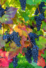 Blaue Weintrauben am herbstlichen Weinstock 