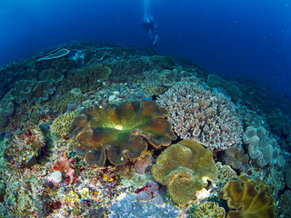 Scuba diver with coral