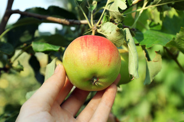 Female hand picking apple from tree