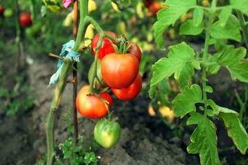 Tomatoes growing in garden