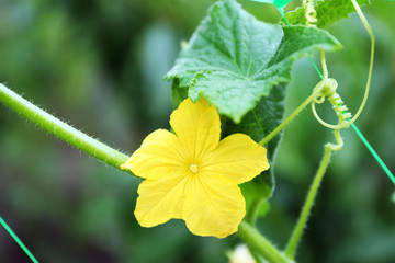 Cucumber blooming in garden