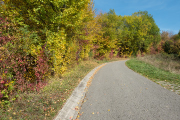 Weg mit Bäumen in Herbstfärbung
