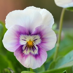 Violet - Pansy