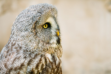 The great grey owl or great gray owl - Strix nebulosa is a very