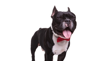 funny french bulldog with eyes closed and tongue exposed