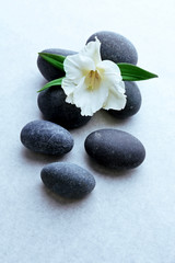 Fototapeta na wymiar Spa stones with flower on light background