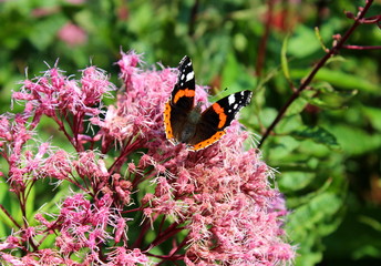 Admiral,Schmetterling