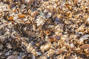 Autumn leaves