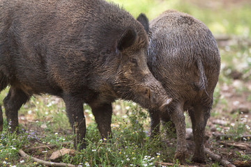 Sangliers en gros plan 