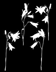 four white campanula flowers on black